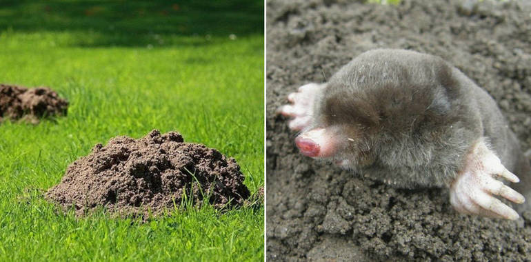 The benefits of moles and molehills