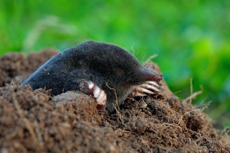 Underground mammals moles