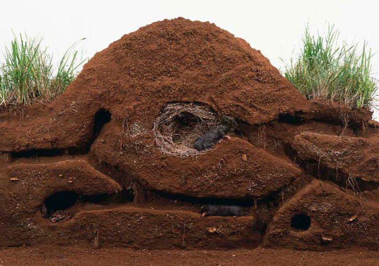 The mole lives in underground burrows