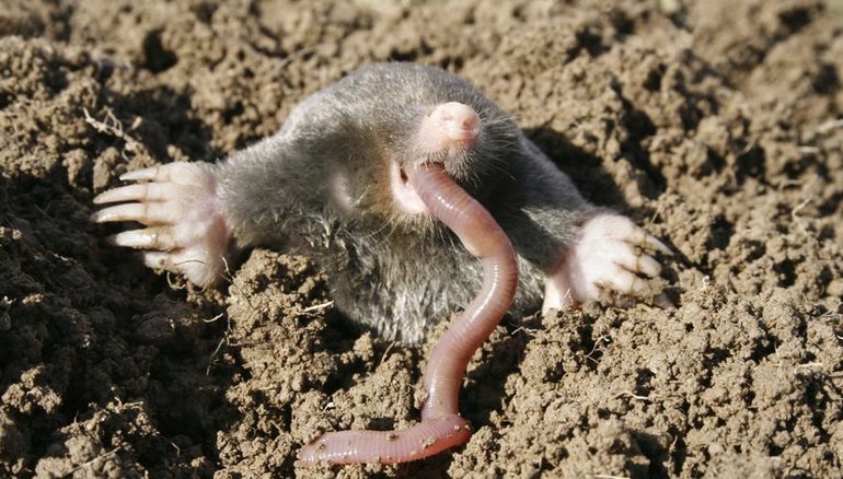 Mole Nutritional Habits