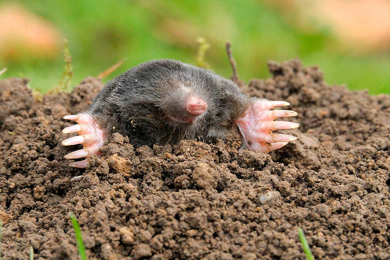 The mole loosens the earth.