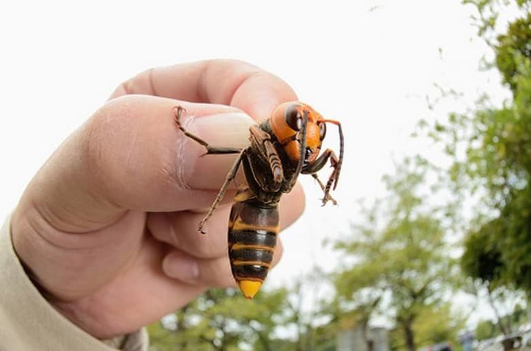 Giant asian hornet