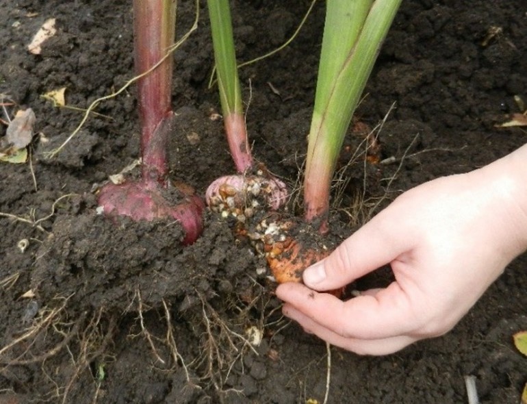 How to determine bulb ripening