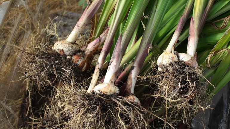 Săparea corectă a gladiolilor din pământ