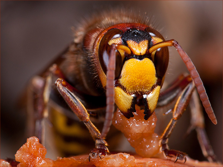 Wasp eating