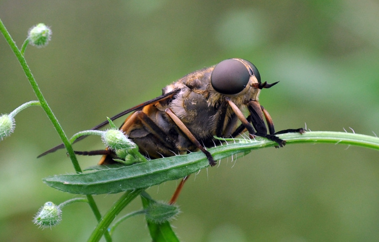 Ordinary gadfly