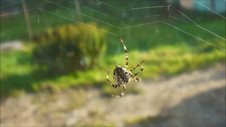 Kokia spalva voras gali būti kryžius