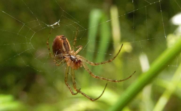 Cross spider photo