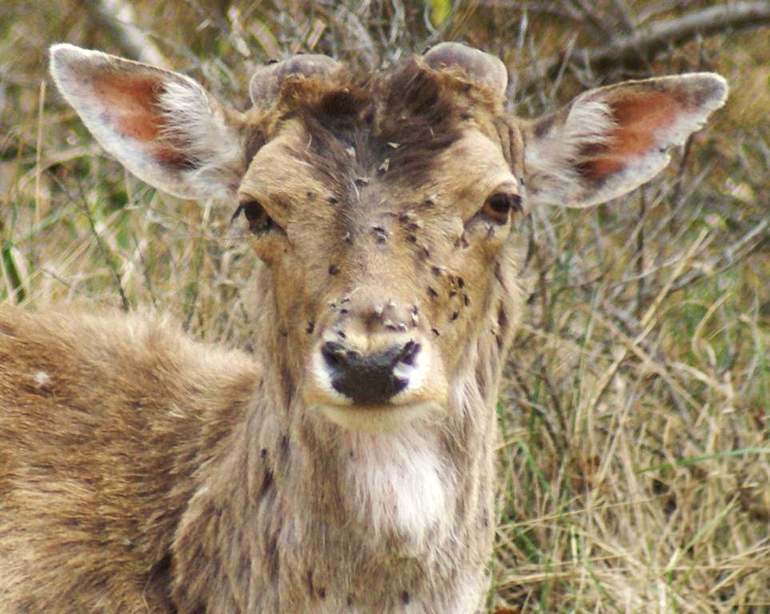 Bloodsuckers are able to greatly exhaust a large animal