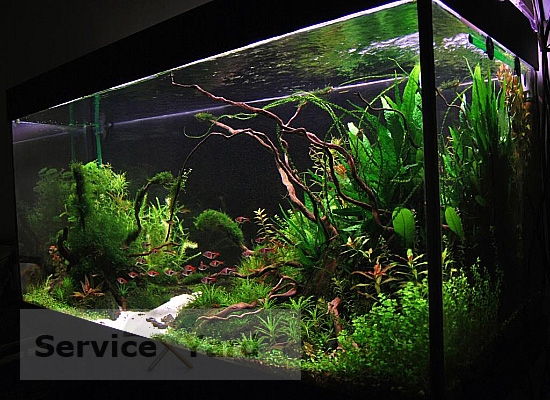 How to clean greens in an aquarium