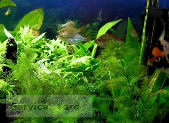 How to clean greens in an aquarium