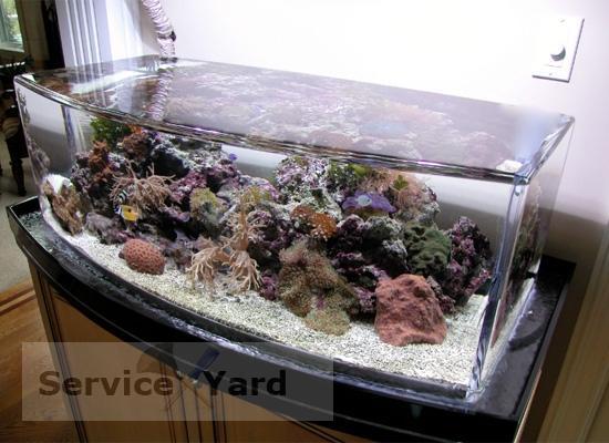 Black mold in an aquarium - how to deal