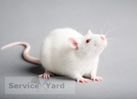 How to deal with mice in the country?