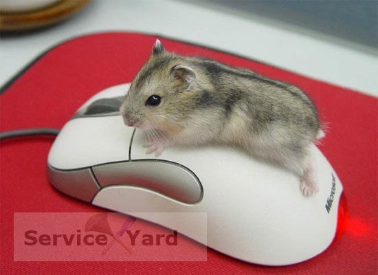 How to get rid of the smell of mice?