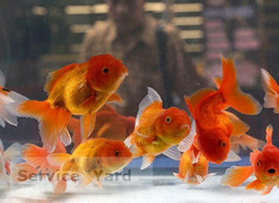 Goldfish in the aquarium - care