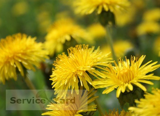 How to get rid of dandelions?