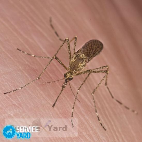 Folk remedies for mosquito bites