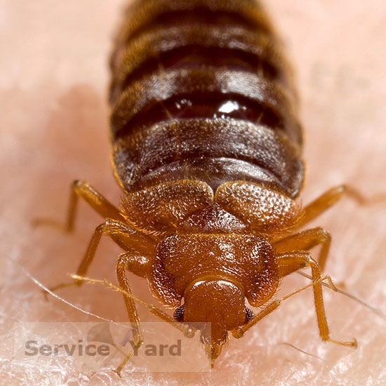 watermarked - How-to-get-rid-of-bed-bugs