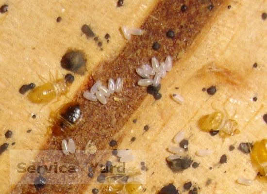 watermarked - bed-bug-larvae-1-550x400