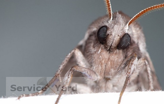 Food moth trap