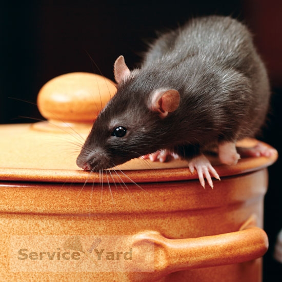 How to get rid of rats?