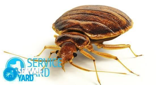 Bedbug Prevention