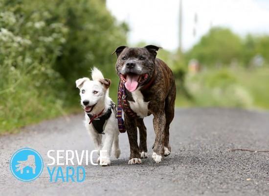 watermarked - blind-dog-guide-best-friends-abandoned-rescued-stray-aid-shelter-glenn-buzz-3-550x400_c