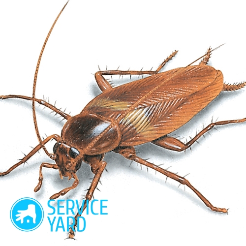 watermarked - cockroach