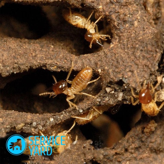 How to get rid of termites?