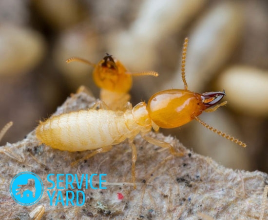 How to get rid of termites?