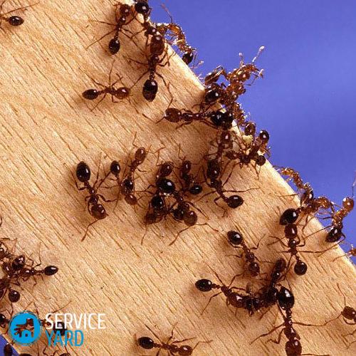 Home-remedies-for-killing-ants