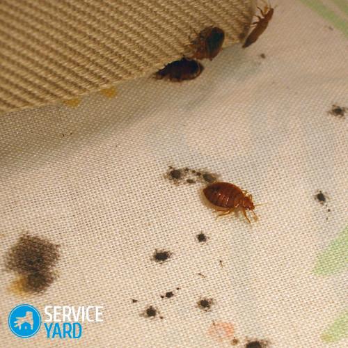 bed-bugs-1419619045-crop_social