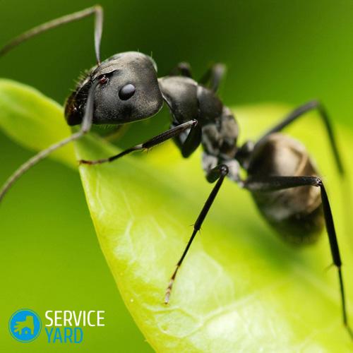 Juodųjų skruzdžių ekstrakto milteliai-Hei-Ma-Yi-Polyrhachis-vicina-Roger