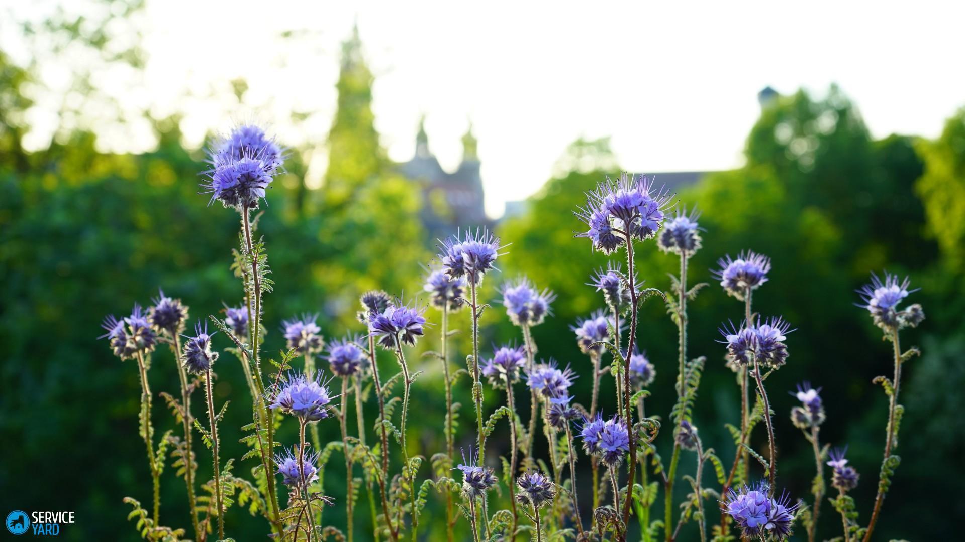 phacelia-mėlynos gėlės-sodas-saulės spinduliai-tapetai-1920x1080